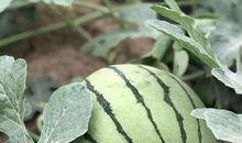 网红吃瓜一般在哪里看到,揭秘热门平台瓜圈聚集地